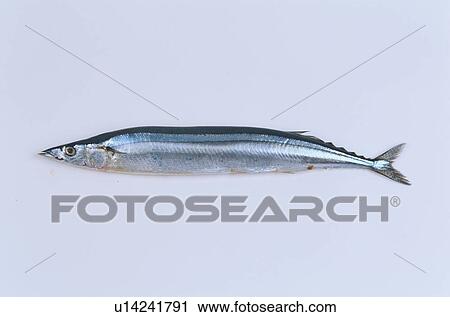 Pacific Sauri View Large Photo Image Stock Image - Pacific Sauri. Fotosearch