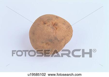 Stock Image - Potato. Fotosearch