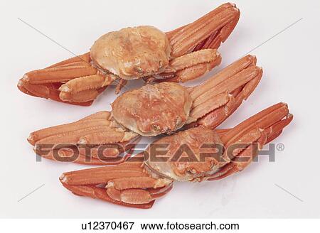 Row Of King Crabs View Large Photo Image Stock Photo - Row Of King Crabs. Fotosearch