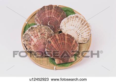 Scallop Shells On Plate View Large Photo Image Stock Image - Scallop Shells On Plate. Fotosearch