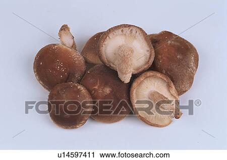 Stock Image - Shiitake Mushrooms. Fotosearch