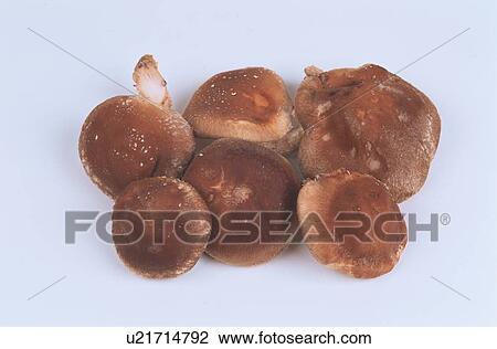 Stock Image - Shiitake Mushrooms. Fotosearch