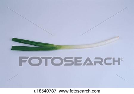 Spring Onion View Large Photo Image Stock Photo - Spring Onion. Fotosearch