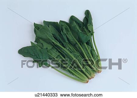 Stems Of Spinach View Large Photo Image Stock Image - Stems Of Spinach. Fotosearch