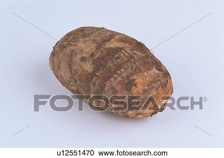 Stock Image - Taro. Fotosearch