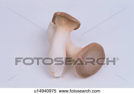 Two Mushrooms View Large Photo Image Stock Photography - Two Mushrooms. Fotosearch