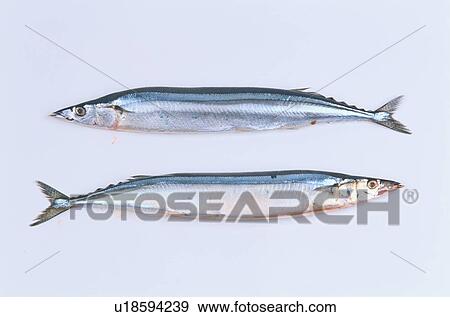 Two Pacific Sauries View Large Photo Image Stock Photo - Two Pacific Sauries. Fotosearch