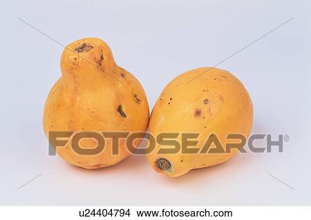 Two Papayas View Large Photo Image Picture - Two Papayas. Fotosearch