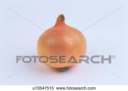 Stock Photography - White Onion. Fotosearch
