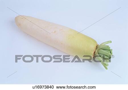 White Radish View Large Photo Image Stock Image - White Radish. Fotosearch