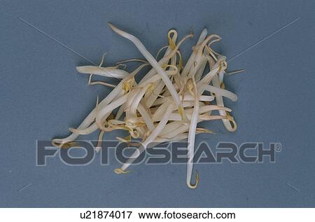 Bean Sprouts View Large Photo Image Stock Photo - Bean Sprouts. Fotosearch