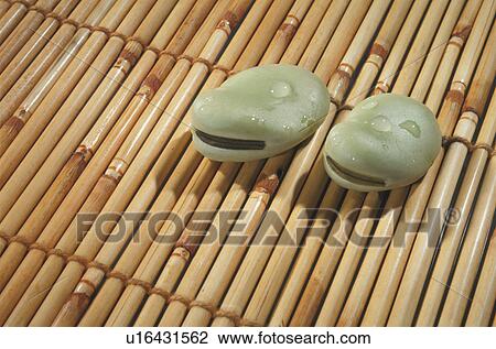 Stock Image - Broad Bean. Fotosearch