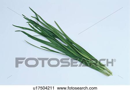 Bunch Of Grasses View Large Photo Image Stock Image - Bunch Of Grasses. Fotosearch