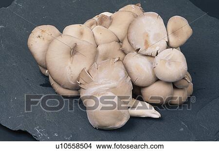 Caps Of Mushrooms View Large Photo Image Picture - Caps Of Mushrooms. Fotosearch