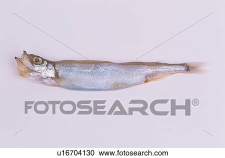 Stock Image - Dead Fish. Fotosearch