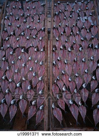 Stock Image - Dried Mackerels. Fotosearch