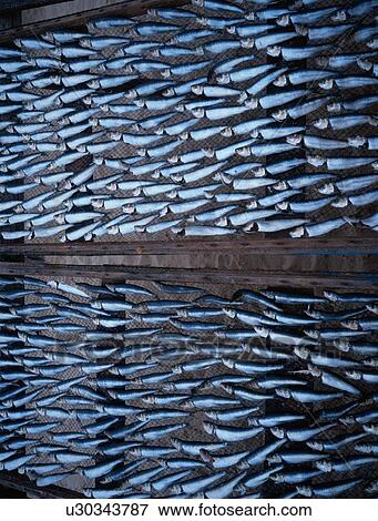 Stock Photo - Drying Fish. Fotosearch