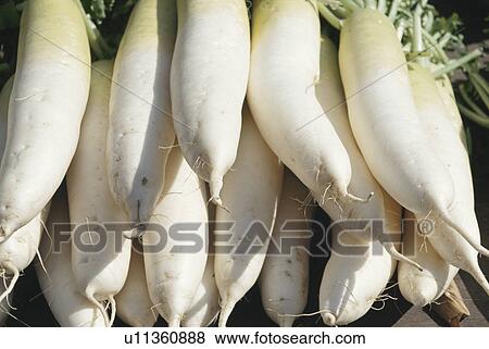 Japanese Radish View Large Photo Image Stock Photo - Japanese Radish. Fotosearch