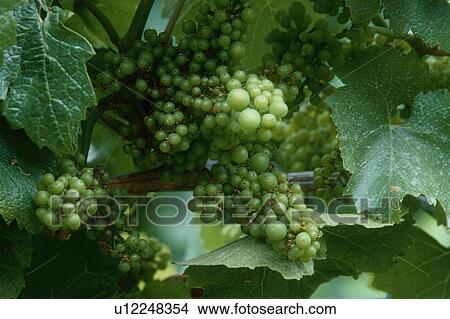 Muscat Grapes On Vine View Large Photo Image Picture - Muscat Grapes On Vine. Fotosearch