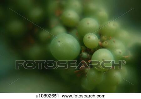 Stock Image - Muscat Grapes. Fotosearch