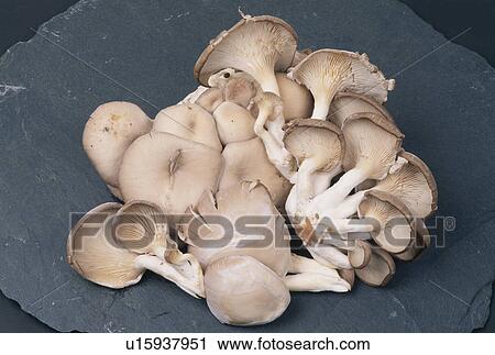 Mushrooms View Large Photo Image Stock Image - Mushrooms. Fotosearch