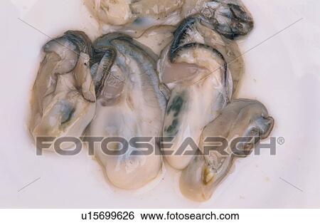Stock Photograph - Oysters. Fotosearch