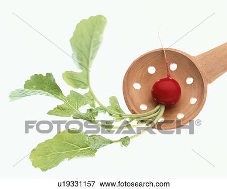 Stock Photo - Radish On Ladle. Fotosearch