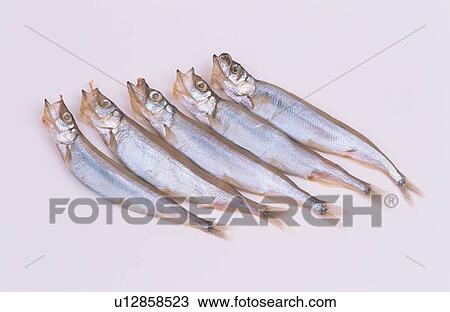 Stock Image - Row Of Dead Fishes. Fotosearch