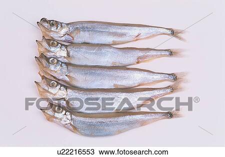 Row Of Dead Fishes View Large Photo Image Stock Image - Row Of Dead Fishes. Fotosearch
