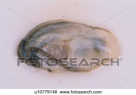 Stock Photo - Slimy Oyster. Fotosearch