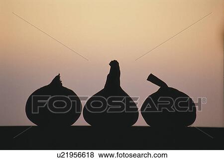 The Silhouette Of A Garlic View Large Photo Image Stock Photo - The Silhouette Of A Garlic. Fotosearch