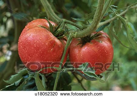 Stock Image - Tomato Plant. Fotosearch