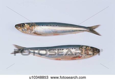 Stock Image - Two Dead Sardines. Fotosearch