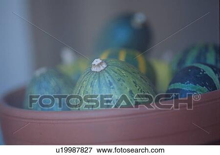 Stock Photo - Watermelons In Flower Pot. Fotosearch