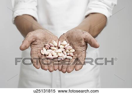 Stock Photography - Borlotto beans on dirty hands (mid section). Fotosearch