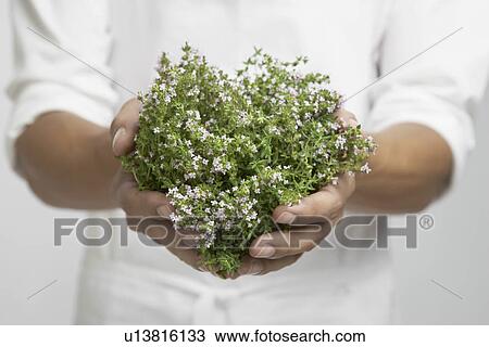 Stock Image - Bunch of thyme on chef's hands (mid section). Fotosearch