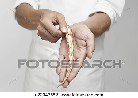 Stock Image - Chef holding borlotto bean (mid section). Fotosearch