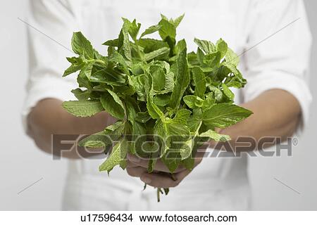 Chef holding bunch of mint (mid section) View Large Photo Image Picture - Chef holding bunch of mint (mid section). Fotosearch