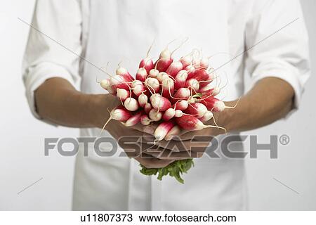 Chef holding bunch of radishes (mid section) View Large Photo Image Stock Image - Chef holding bunch of radishes (mid section). Fotosearch