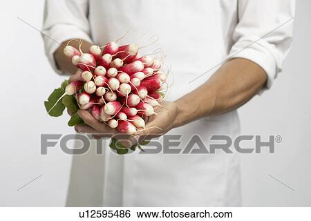 Stock Photograph - Chef holding bunch of radishes (mid section). Fotosearch