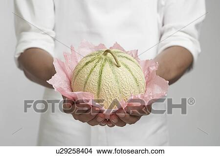 Chef holding cantaloupe melon (mid section) View Large Photo Image Picture - Chef holding cantaloupe melon (mid section). Fotosearch
