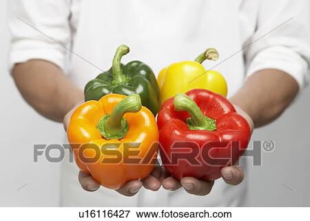 Chef holding four bell peppers (mid section) View Large Photo Image Stock Photo - Chef holding four bell peppers (mid section). Fotosearch