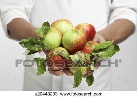Stock Image - Chef holding fresh apples (mid section). Fotosearch