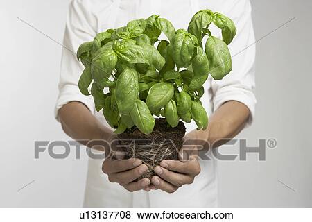 Chef holding fresh basil (mid section) View Large Photo Image Stock Photo - Chef holding fresh basil (mid section). Fotosearch
