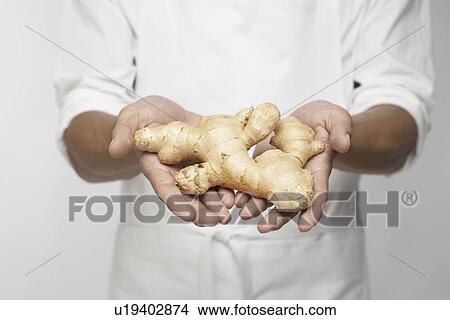 Chef holding fresh ginger (mid section) View Large Photo Image Picture - Chef holding fresh ginger (mid section). Fotosearch