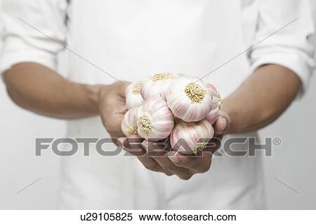 Chef holding garlic onion (mid section) View Large Photo Image Stock Photography - Chef holding garlic onion (mid section). Fotosearch
