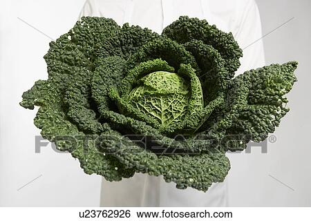 Chef holding kale (close-up) View Large Photo Image Stock Photograph - Chef holding kale (close-up). Fotosearch
