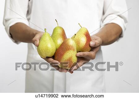 Chef holding pears (mid section) View Large Photo Image Stock Image - Chef holding pears (mid section). Fotosearch