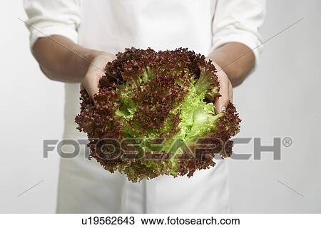 Stock Image - Chef holding red leaf lettuce (mid section). Fotosearch