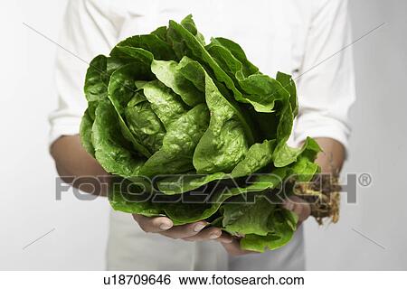 Chef holding romaine lettuce (mid section) View Large Photo Image Stock Photograph - Chef holding romaine lettuce (mid section). Fotosearch